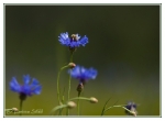 08 Natur